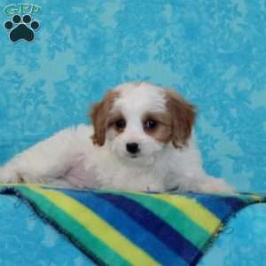 Kaleb, Cavapoo Puppy